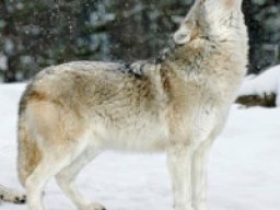 Loup des montagnes rocheuses du Sud
